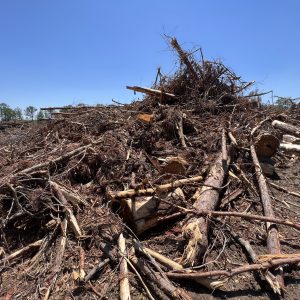 Figure 1. Woody biomass left on a conventional harvest site.