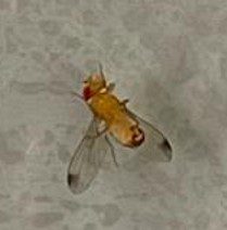 Male spotted wing drosophila.