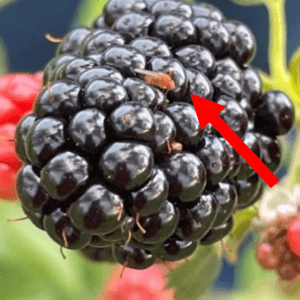 Adult spotted wing drosophila on a blackberry.