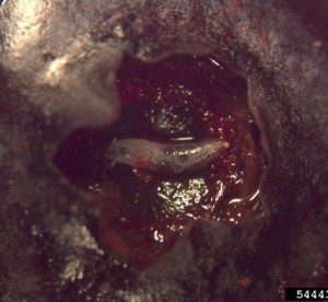 Developing SWD larva on a blueberry