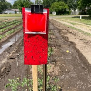 Trécé Pherocon broad spectrum attractant installed together with red double sticky traps purchased from Trece Inc. in Adair, Oklahoma.