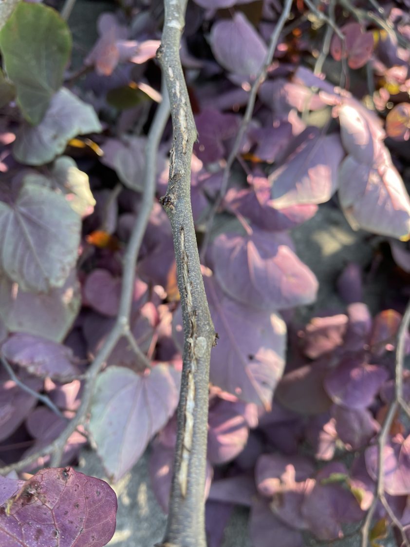 Figure 3. Damage on a redbud tree from cicadas laying eggs.