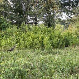This hen nested in the thick blackberry stand and took her 10 poults merely steps to brood. Can you see them? Neither can predators.