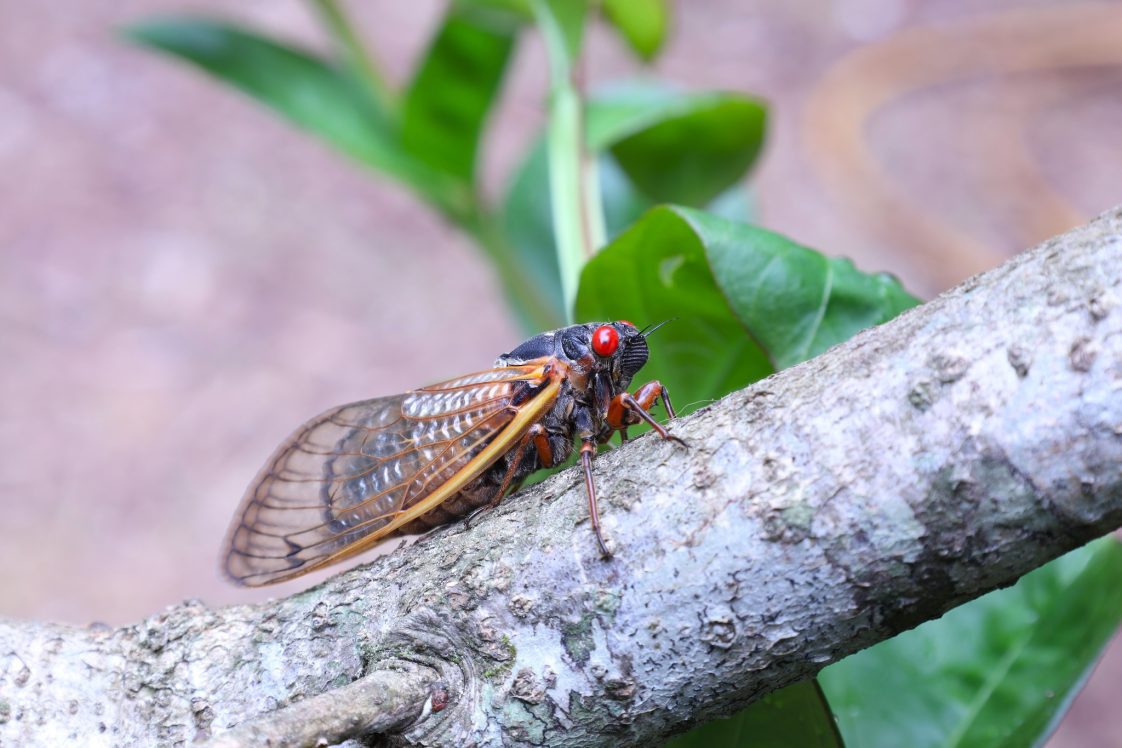 Periodical Cicada adult