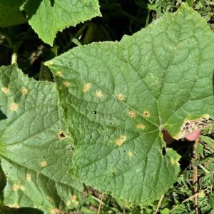 anthracnose on cucumber