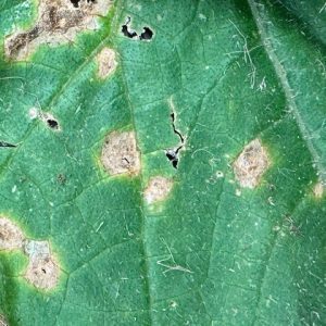 anthracnose on cucumber