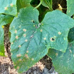 anthracnose on cucmber leaves