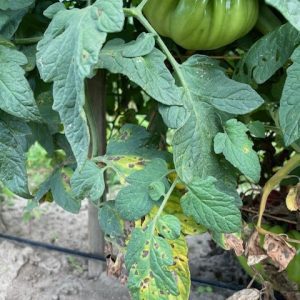 early blight on tomato leaves