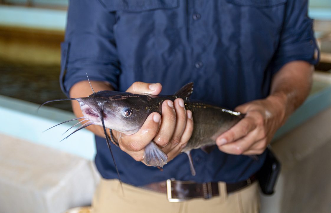 A man holding a farm-raised catfish.