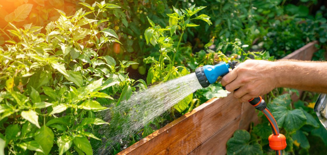 A man's hand watering vegetable plants in a garden
