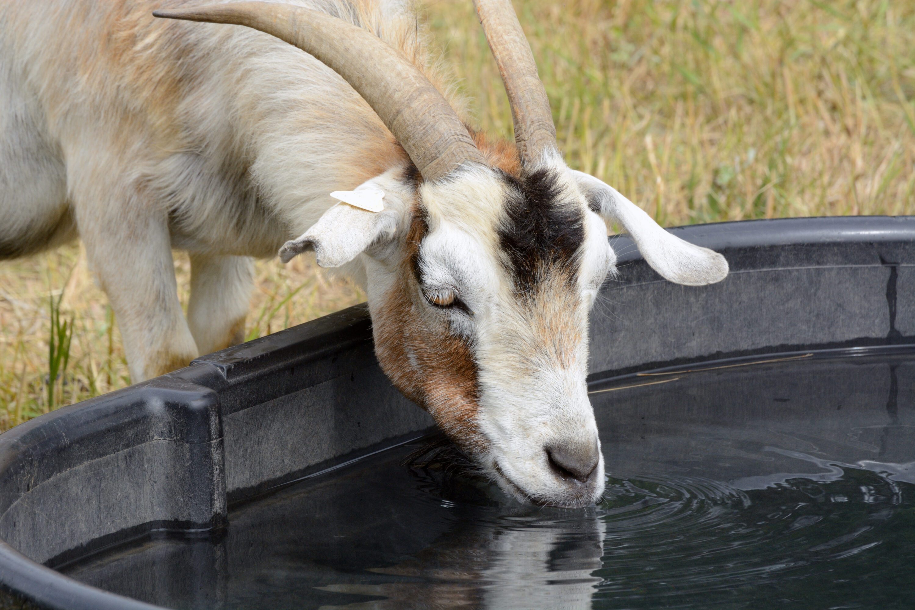 goat drinking water