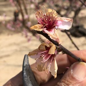Figure 5b. Freeze-damaged peach blooms.