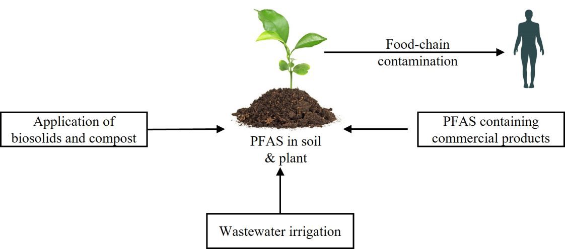 Figure 2. Possible mechanism of food-chain contamination with PFAS