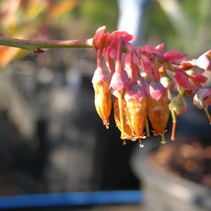 Figure 2b. Damaged blueberry bloom.