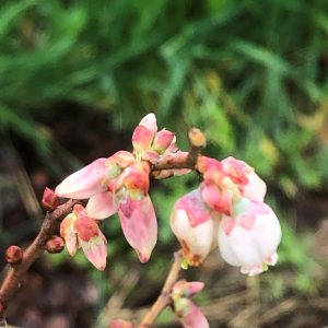 Figure 2a. Healthy blueberry blooms.