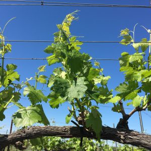 Figure 3a. Healthy grape shoot