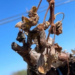 Figure 3b. Damaged grape shoot.