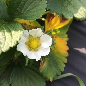 Figure 4a. Strawberry bloom undamaged by low temperatures.