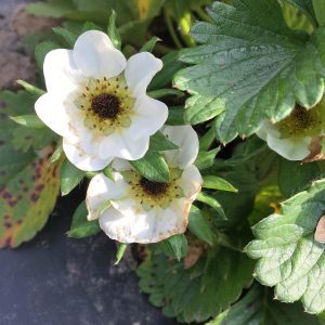 Figure 4b. Damaged strawberry bloom (right).
