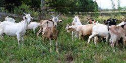browsing goats