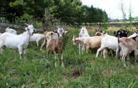browsing goats