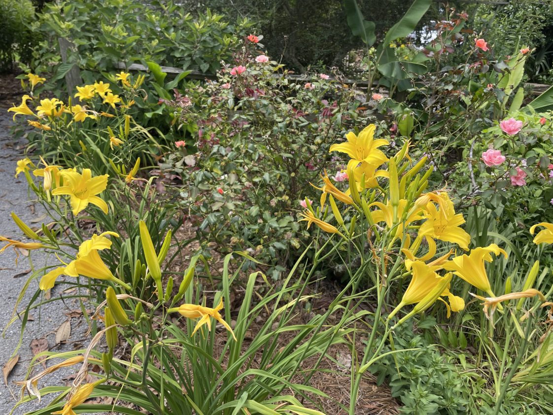 Yellow day lilies