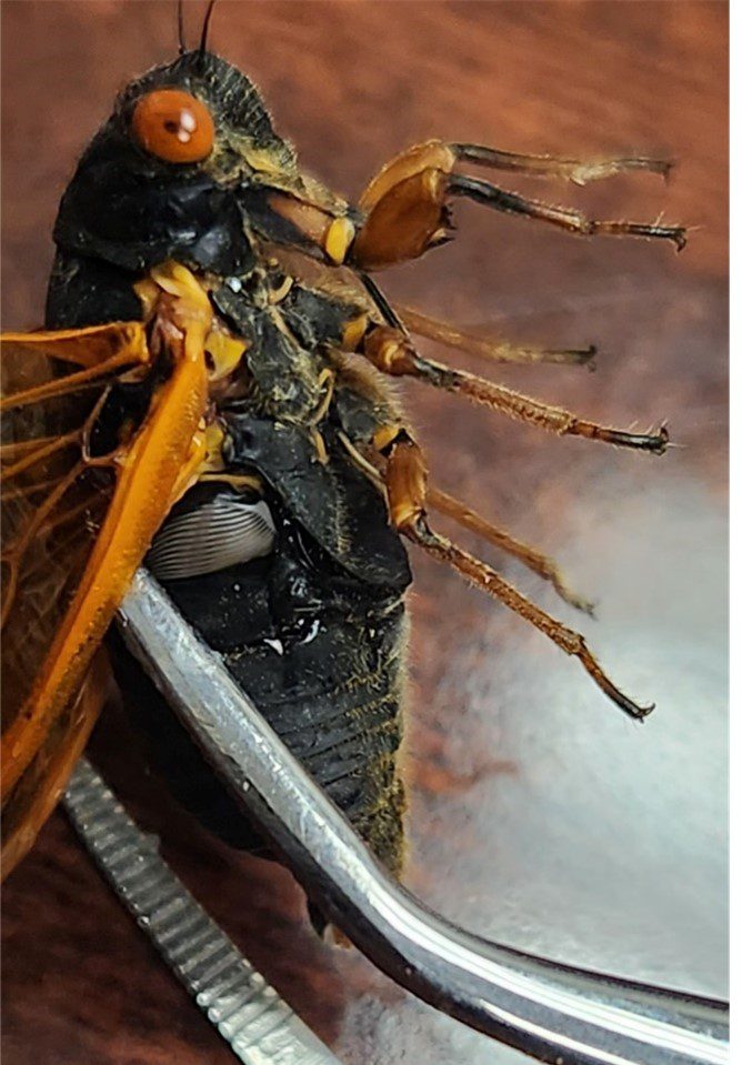 The underside of a cicada.
