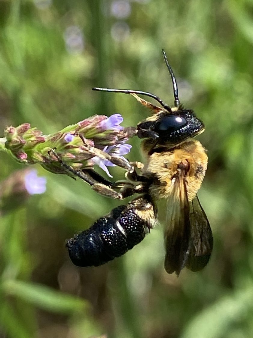 Side view of a sculptured resin bee.