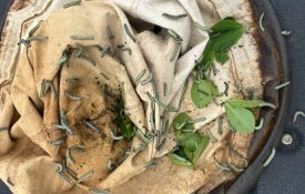 fall armyworms in a sweep net