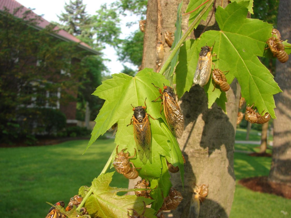 Cicada's eating tree leaves.