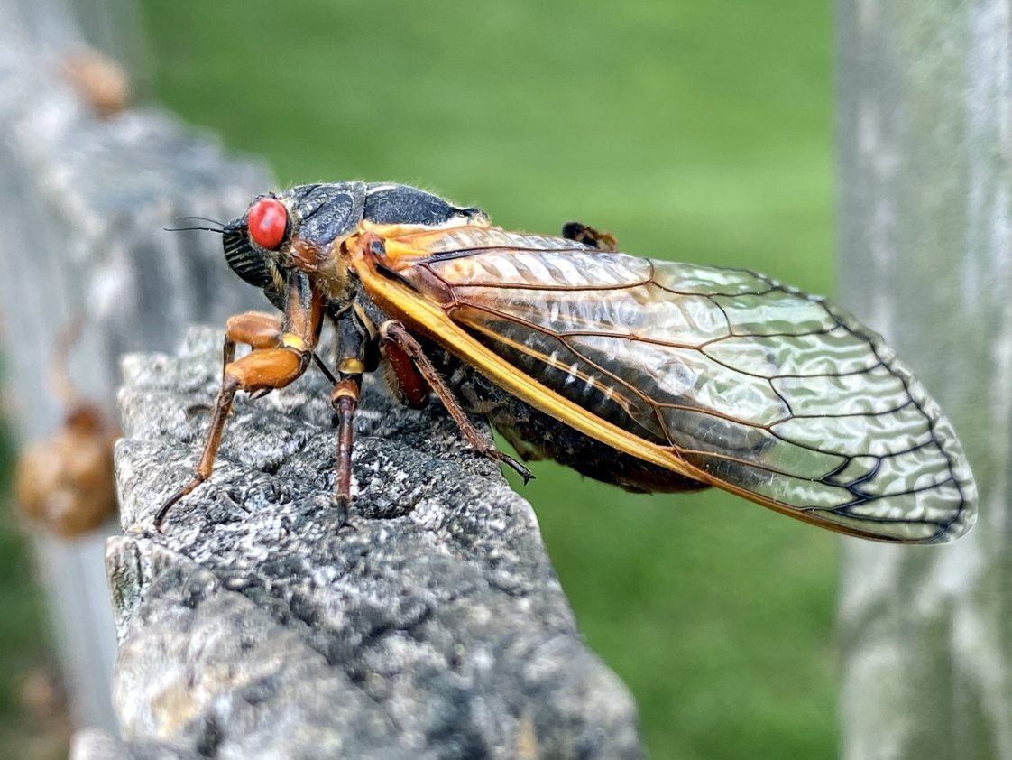 A cicada on a tree branch.