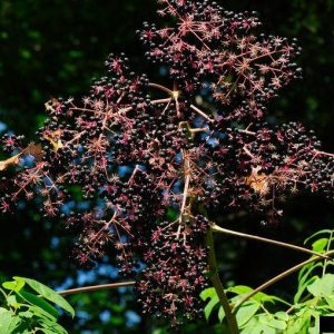 Figure 11. Devil’s walking stick fruit