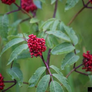 Figure 13. Red elderberry (Sambucus racemosa)
