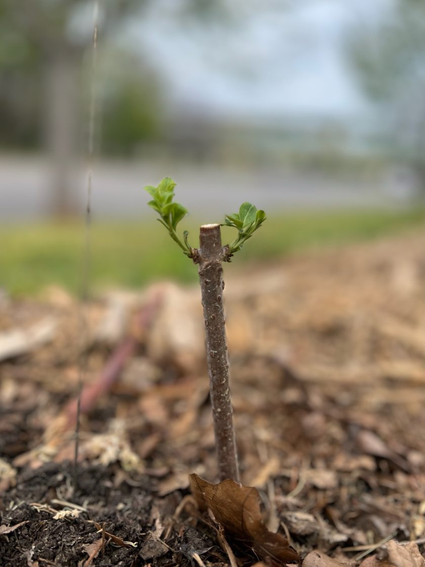 Figure 14. Field-planted cutting leafing out