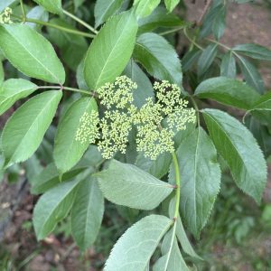 Figure 2. Flower buds