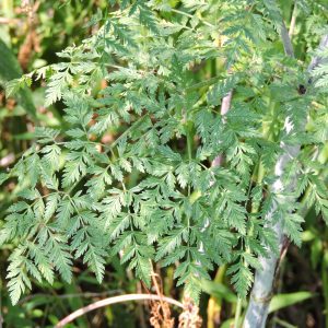 Figure 6. Poison hemlock foliage