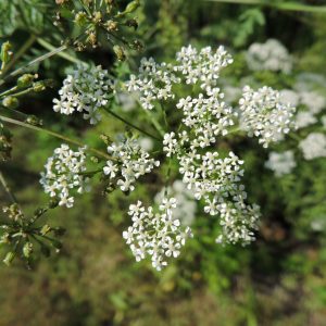 Figure 7. Poison hemlock flower heads