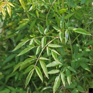 Figure 8. Water hemlock foliage