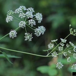 Figure 9. Water hemlock flower