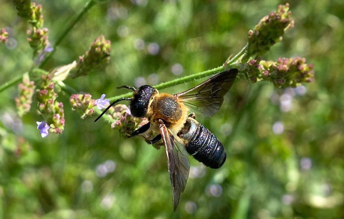 Sculptured resin bee