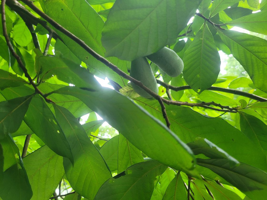 A closeup of pawpaw tree leaves.