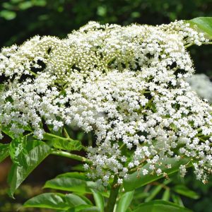Figure 5a. Elderflower