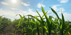 rows of field corn