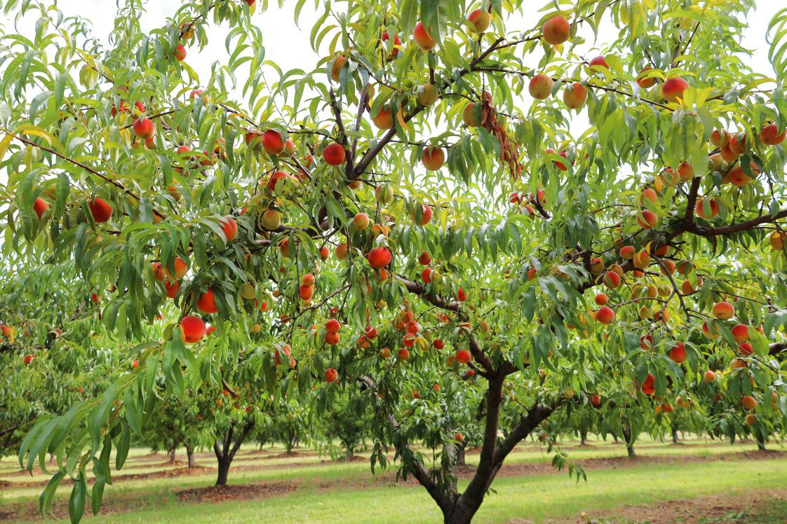 peach tree in a peach orchard