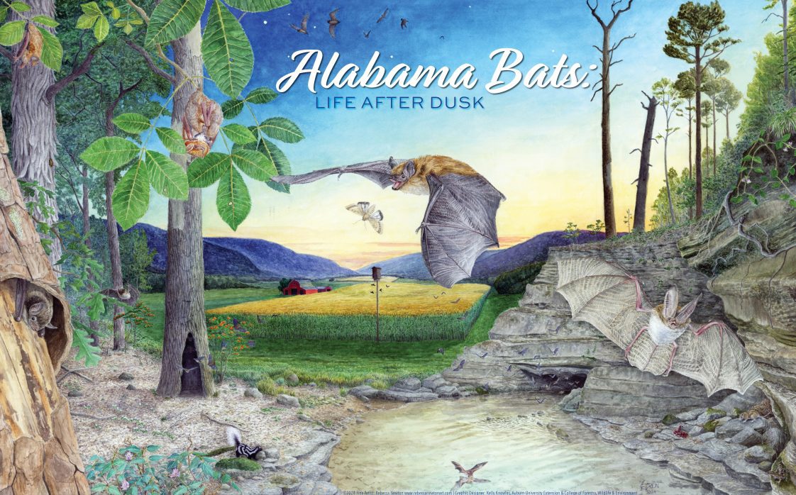 Alabama Bats: Life After Dusk