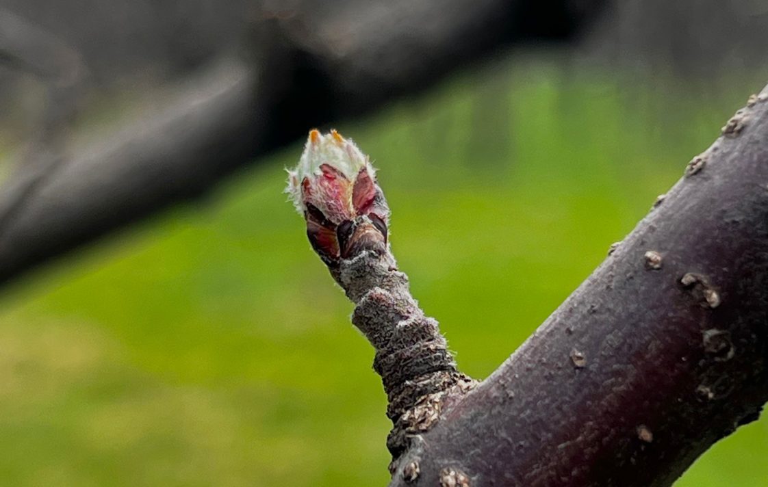 An apple bud on a tree.