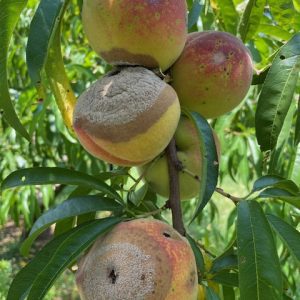 brown rot of peaches. Rotting fruit