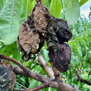 brown rot of peaches. Rotten fruit