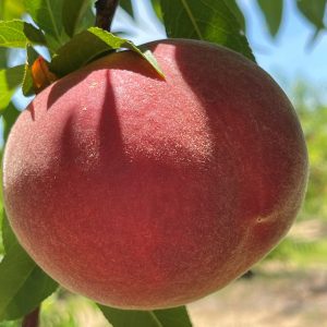 Figure 1. Ripening fruit of the ‘EveRes Ruby’ early season peach grown at the Chilton Research and Extension Center.