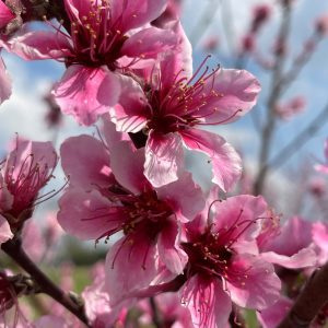 Figure 1. ‘CaroRes Delight’ has a high bloom density with showy flowers.